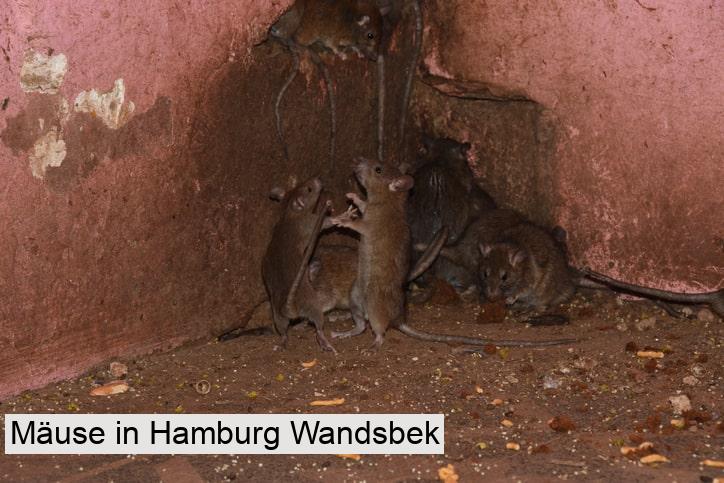 Mäuse in Hamburg Wandsbek